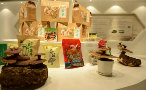 依托蘋果和香菇兩大特色優勢產業，萬榮縣積極申創國家農業現代化示范區